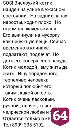 Саратовцы спасают выброшенного на мусорку вислоухого кота